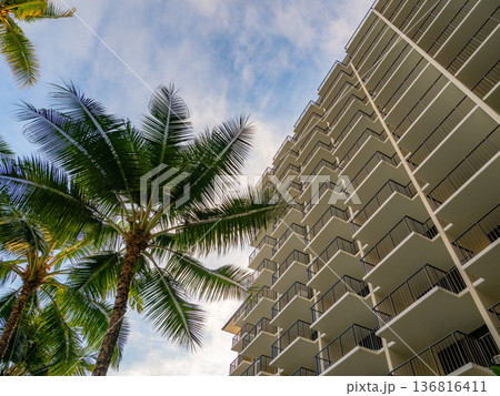 夕暮れに映えるヤシの木 136816411