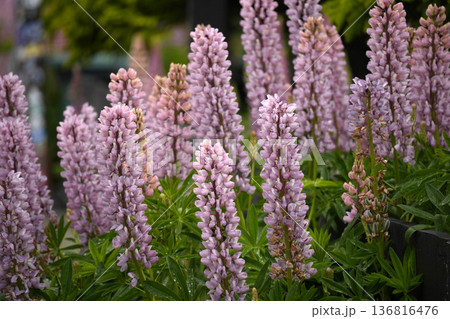 lupins (Lupinus polyphyllus), ornamental plants highly prized for their colorful flowers arranged in clusters in Ushuaia Tierra del Fuego Patagonia 136816476