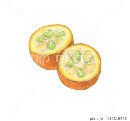半分にカットされた金柑　水彩色鉛筆イラスト 136816488