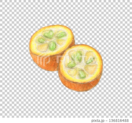 Kumquat cut in half - watercolor pencil illustration 136816488