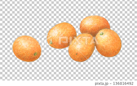 Kumquat watercolor pencil illustration Kumquat watercolor pencil illustration 136816492