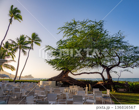 ワイキキのホテル中庭にて ワイキキのホテル中庭にて 136816567