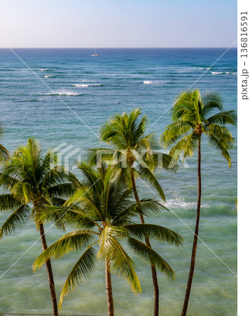 ヤシの木と青い海 136816591