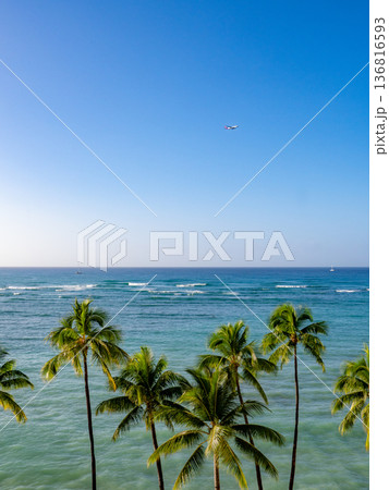 ヤシの木と青い海 136816593