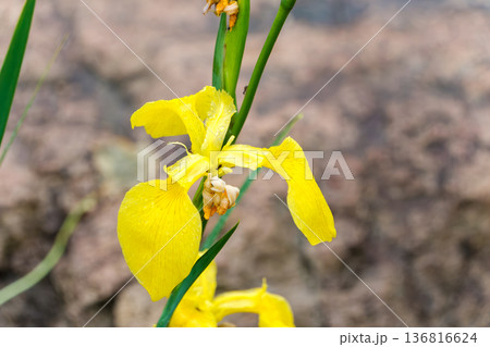 水辺に鮮やかに咲く黄色いキショウブと小さな蟻 136816624