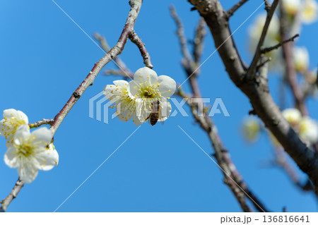 青空を背景に咲く白梅の花と蜜を運ぶミツバチ 136816641