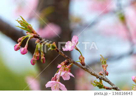ほころび始めた河津桜の蕾と淡いピンクの花 136816643