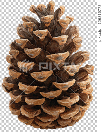 pine cone 136816772