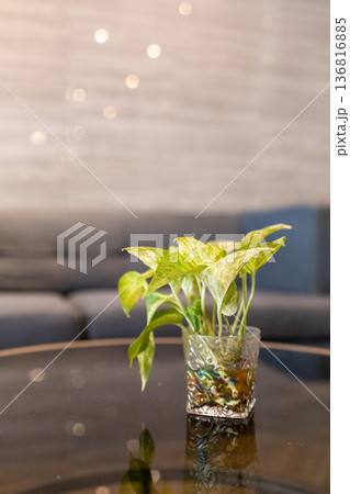Top view of Golden Pothos in Glass vase on the table, focus selective 136816885