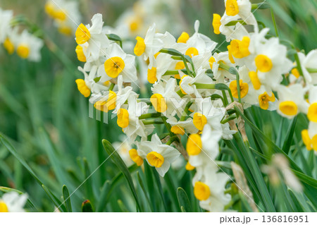 春の訪れを告げる白と黄色の清楚な日本水仙 136816951
