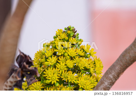 鮮やかな黄色の花を咲かせた多肉植物アエオニウム 鮮やかな黄色の花を咲かせた多肉植物アエオニウム 136816957