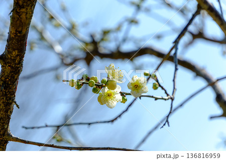 爽やかな青空に映える可憐な白い梅の花 136816959
