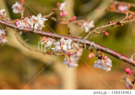 冬の柔らかな光を浴びて咲く十月桜 136816961