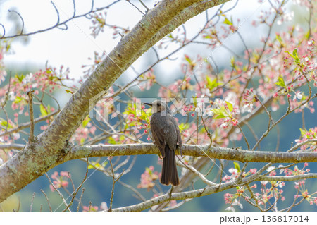 桜の枝に止まるヒヨドリと春の訪れ 136817014
