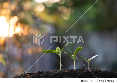 stage life of tree plant growing 136817048