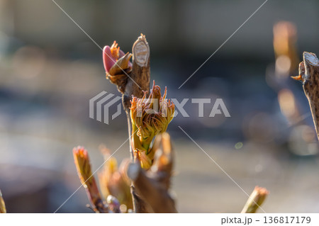 春の光に包まれて芽吹くボタンの新芽 春の光に包まれて芽吹くボタンの新芽 136817179