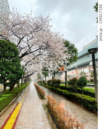 雨の日の桜と歩道 雨の日の桜と歩道 136817188