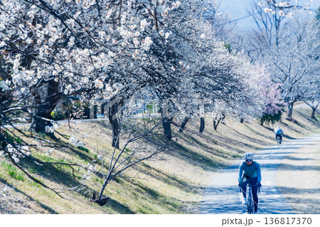 梅が咲くサイクリングロード 136817370