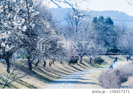 高尾山へ向かう梅が咲くサイクリングロード 高尾山へ向かう梅が咲くサイクリングロード 136817371
