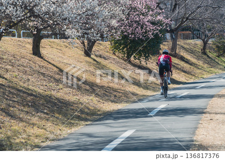 高尾山へ向かう梅が咲くサイクリングロード 高尾山へ向かう梅が咲くサイクリングロード 136817376