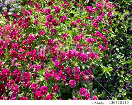 晴れの日に映える紫のお花 晴れの日に映える紫のお花 136818119