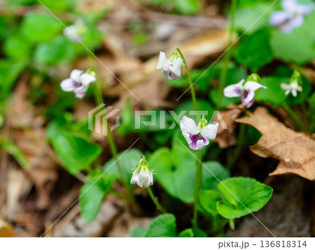 スイートホワイトバイオレット 136818314