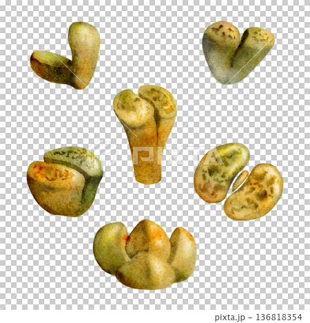 Stone lithops, living pebbles succulents painted in natural camouflage tones. Isolated hand drawn watercolor illustration. Educational posters, plant identification materials, gardening hobby guides. 136818354