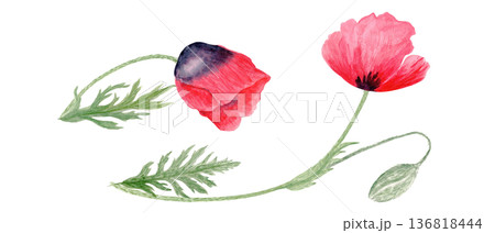 Red poppy flowers with bud and stems isolated on white, hand-painted watercolor illustration with soft shading, natural texture, perfect for wedding stationery, packaging, prints and floral branding 136818444