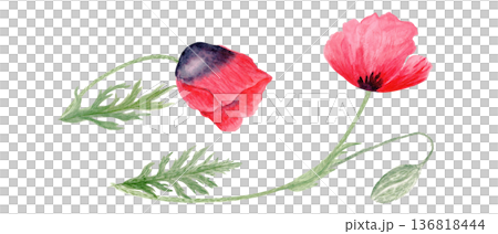Red poppy flowers with bud and stems isolated on white, hand-painted watercolor illustration with soft shading, natural texture, perfect for wedding stationery, packaging, prints and floral branding 136818444