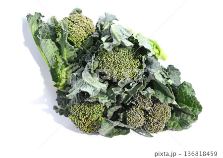 菜の花(アレッタ) 菜の花(アレッタ) 136818459