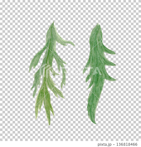 Green poppy leaves set isolated on white, hand-painted watercolor botanical elements with natural texture and soft shading, ideal for floral compositions, wedding stationery, packaging, prints and 136818466