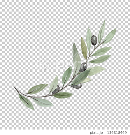 Olive branch isolated, symbol of peace, humility and spiritual renewal during Lent season. Minimal watercolor illustration for Christian design, church media, devotion projects, calm religious layouts Olive branch isolated, symbol of peace, humility and spiritual renewal during Lent season. Minimal watercolor illustration for Christian design, church media, devotion projects, calm religious layouts 136818469