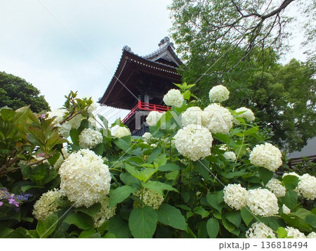 妻沼のあじさい寺として親しまれている能護寺 136818494