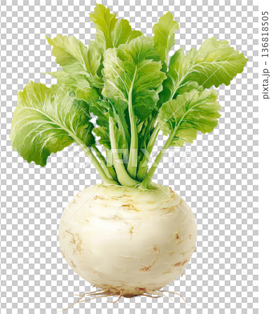 White Turnip 136818505