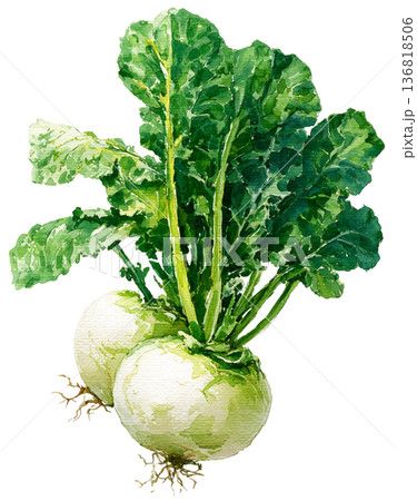 White Turnip White Turnip 136818506