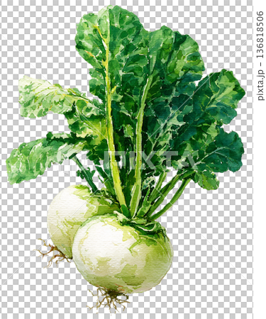 White Turnip White Turnip 136818506