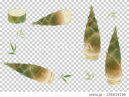 水彩風格竹筍插圖 136819196