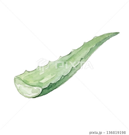 水彩風のアロエのイラスト 136819198
