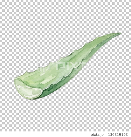 水彩風のアロエのイラスト 136819198