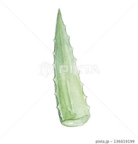 水彩風のアロエのイラスト 136819199