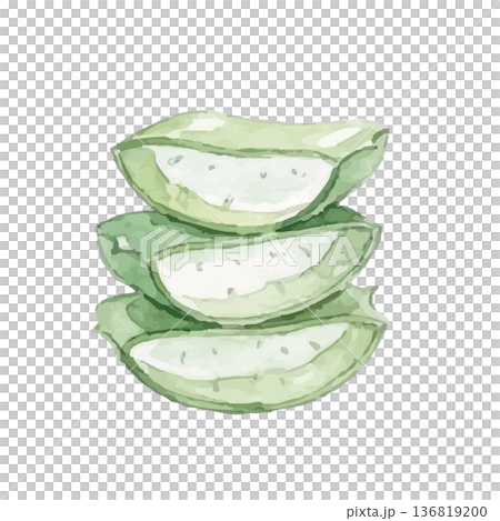 水彩風のアロエのイラスト 136819200