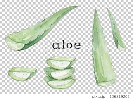 Aloe illustration in watercolor style 136819202