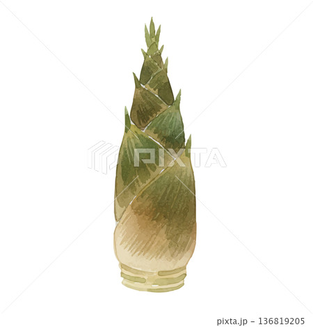 水彩風の筍のイラスト 136819205