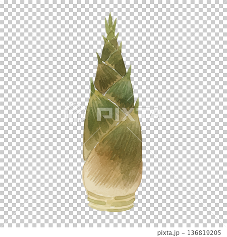 水彩風格竹筍插圖 136819205