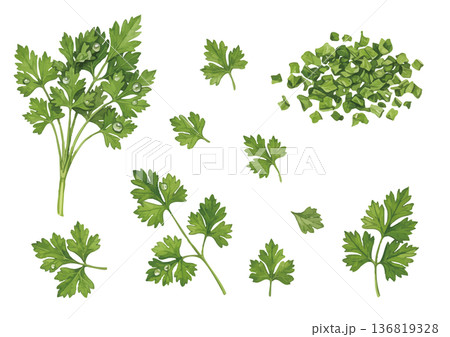 水彩風のパセリのイラスト 136819328