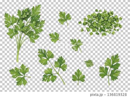 水彩風のパセリのイラスト 136819328