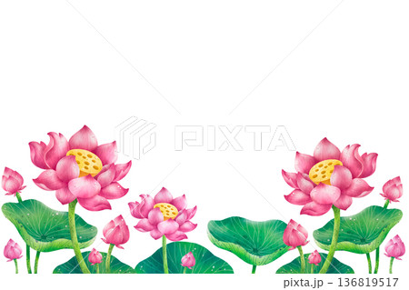 watercolor painting white and pink lotus flower isolated. watercolor painting white and pink lotus flower isolated. 136819517