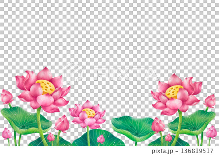 watercolor painting white and pink lotus flower isolated. watercolor painting white and pink lotus flower isolated. 136819517