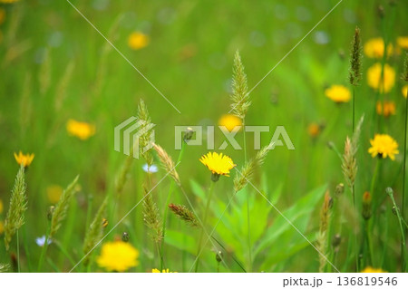 野草に交じって咲く黄色いお花 野草に交じって咲く黄色いお花 136819546