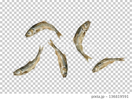 水彩風格的乾沙丁魚插圖 水彩風格的乾沙丁魚插圖 136819591